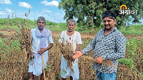 Maharashtra soybean farmers face crop loss due to rain deficit