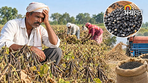 Urad Harvesting 