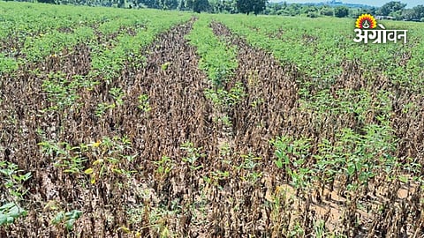 Parbhani rainfall deficit latest update