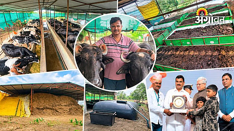 How to make dairy farming profitable
