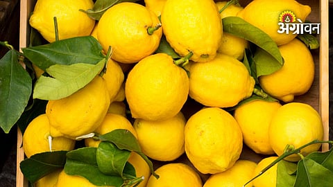 Ahilyanagar lemon market price today