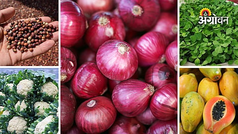 Maharashtra agricultural market rates today