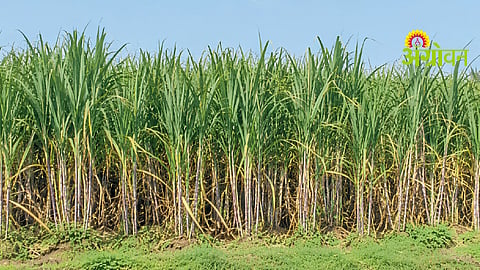 Sugarcane Yield