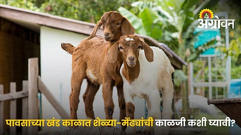 Goat and Sheep Nutrition During Fodder Shortage