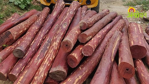 Red Sandalwood