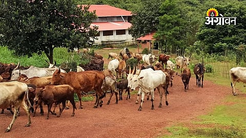 Indigenous cow conservation scheme Maharashtra