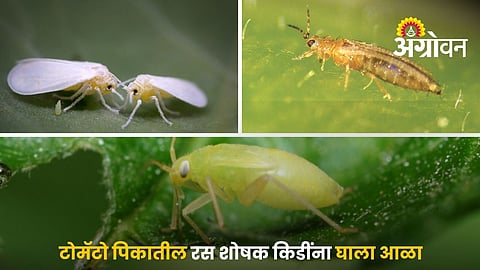Integrated Pest Management In Tomato