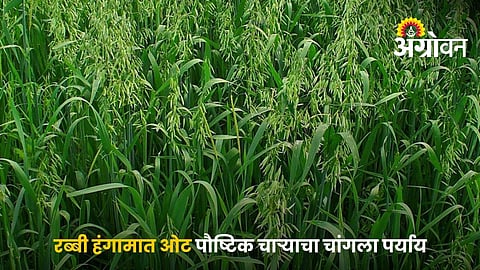 Oat Fodder Cultivation In Rabi Season