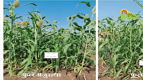 Improved Jowar Varieties
