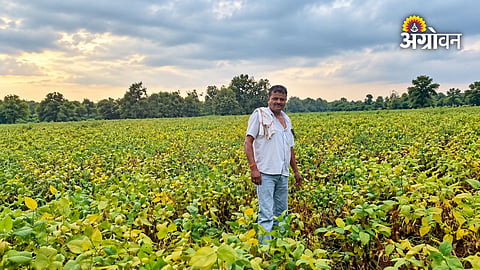 Yellow mosaic outbreak in Maharashtra soybean fields