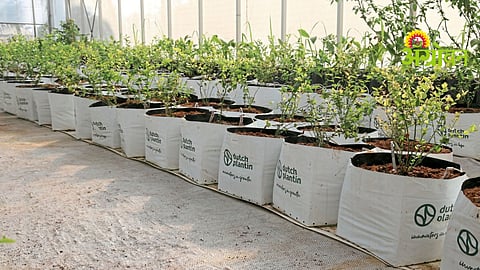 Hydroponic Technology