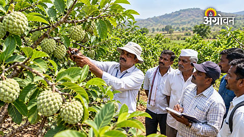 Custard apple farmer training Maharashtra