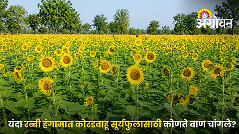 Sunflower Varieties For Low Water Conditions