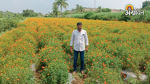 Flower farming crisis due to low market rates