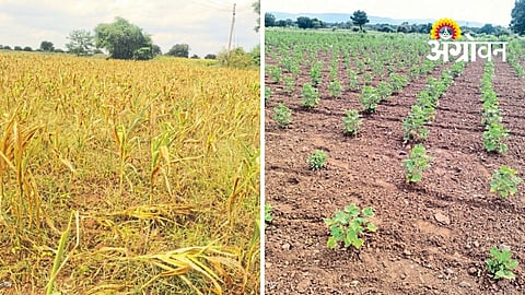 Rising Heat Stresses Crops In Chalisgaon