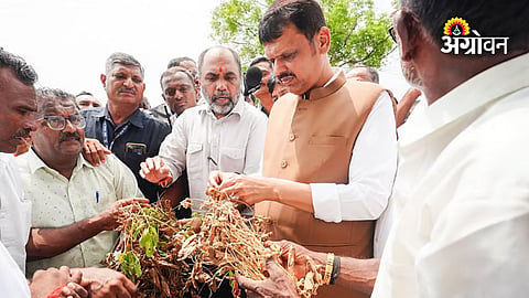 Maharashtra drought relief for affected farmers