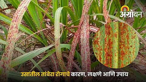 Integrated management of sugarcane rust disease
