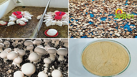 Mushroom Production