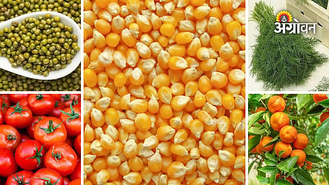 Maharashtra crop arrivals and market prices