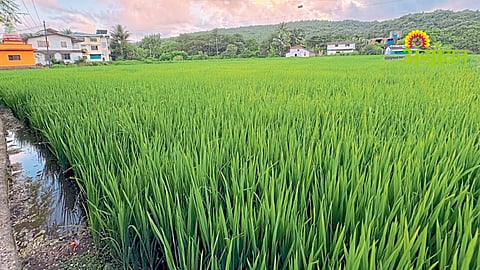 Raigad Rice Farming