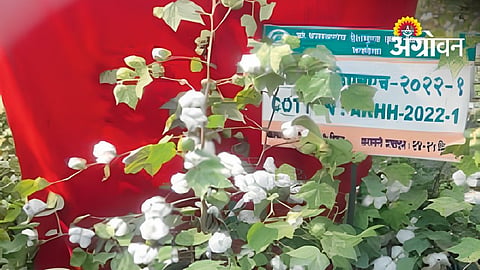 91 PDKV Research Recommendations Approved For Farmers