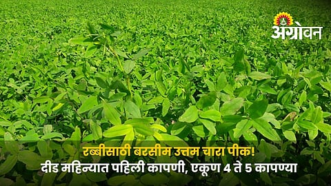 Berseem Fodder cultivation for multiple cuttings