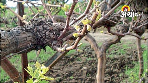 Grape Pruning Care: Key Steps Before And After Pruning