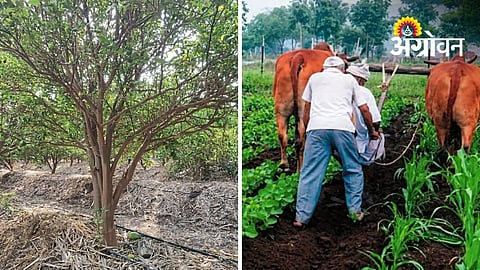 Plan Water Use Carefully To Protect Kharif Crops