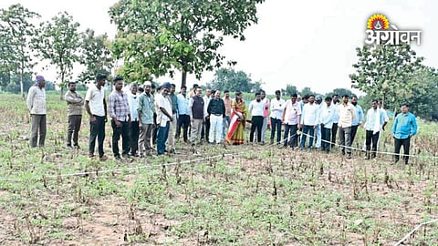 Soybean farmers crop loss in Parbhani