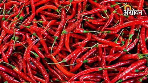Nandurbar APMC chilli arrivals