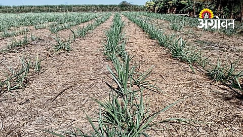 Improve Ratoon Sugarcane Yield With Timely Crop Management