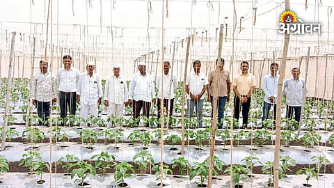 AI farming project for vegetable growers