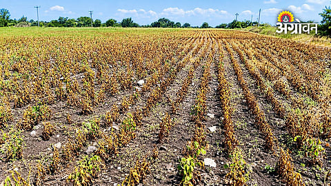 Maharashtra crop loss due to drought