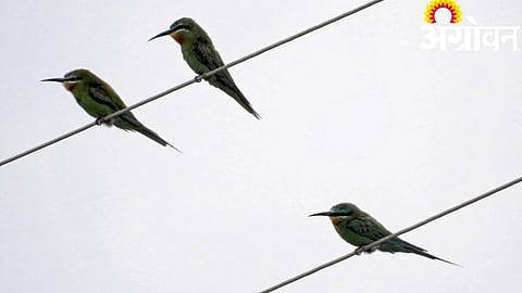 Blue Cheeked Bee Eater