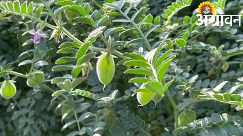 Gram Sowing 