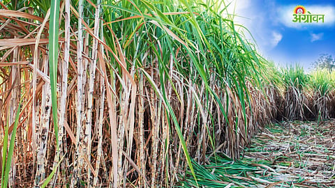 Sugarcane FRP
