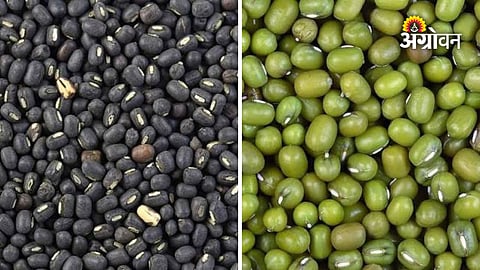 Khandesh pulse farmers affected by rainfall shortage