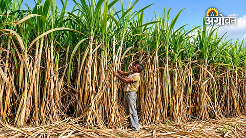 Sugarcane farmers pending payment Maharashtr