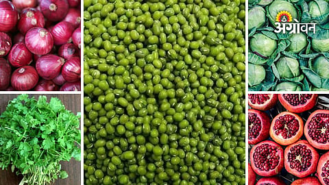 Maharashtra APMC market prices today