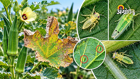Jassid damage symptoms in okra