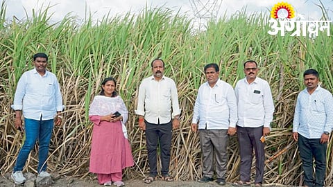 Sugarcane Farming 