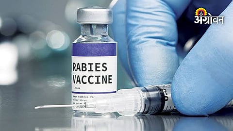 Animal vaccination drive against rabies