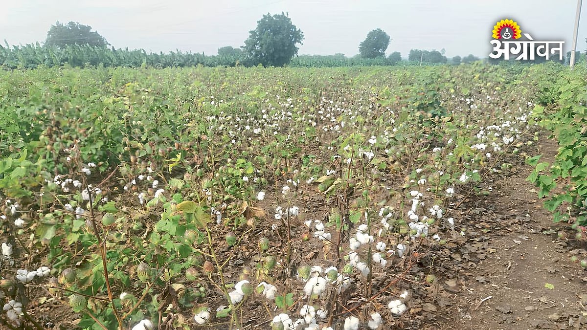 पावसाच्या खंडामुळे कपाशीवर संकट; वेचणी लवकर