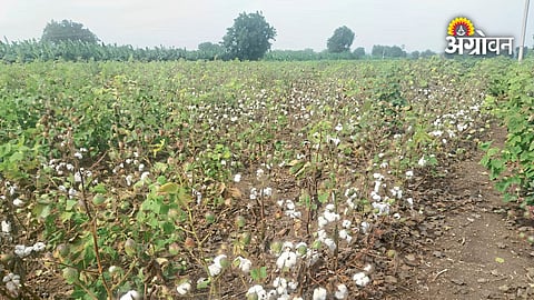Maharashtra farmers facing cotton crop problems