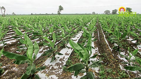 El Nino Impact