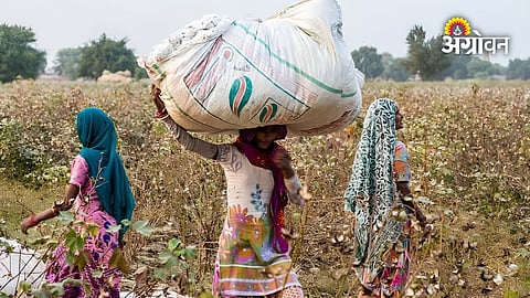 Cotton industry support for farmers in Maharashtra