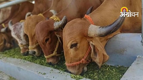 Fodder Transport Ban