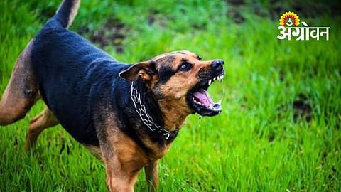 World Rabies Day awareness for farmers