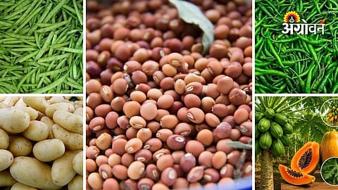 Daily APMC commodity price update Maharashtra