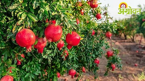 Pomegranate Theft